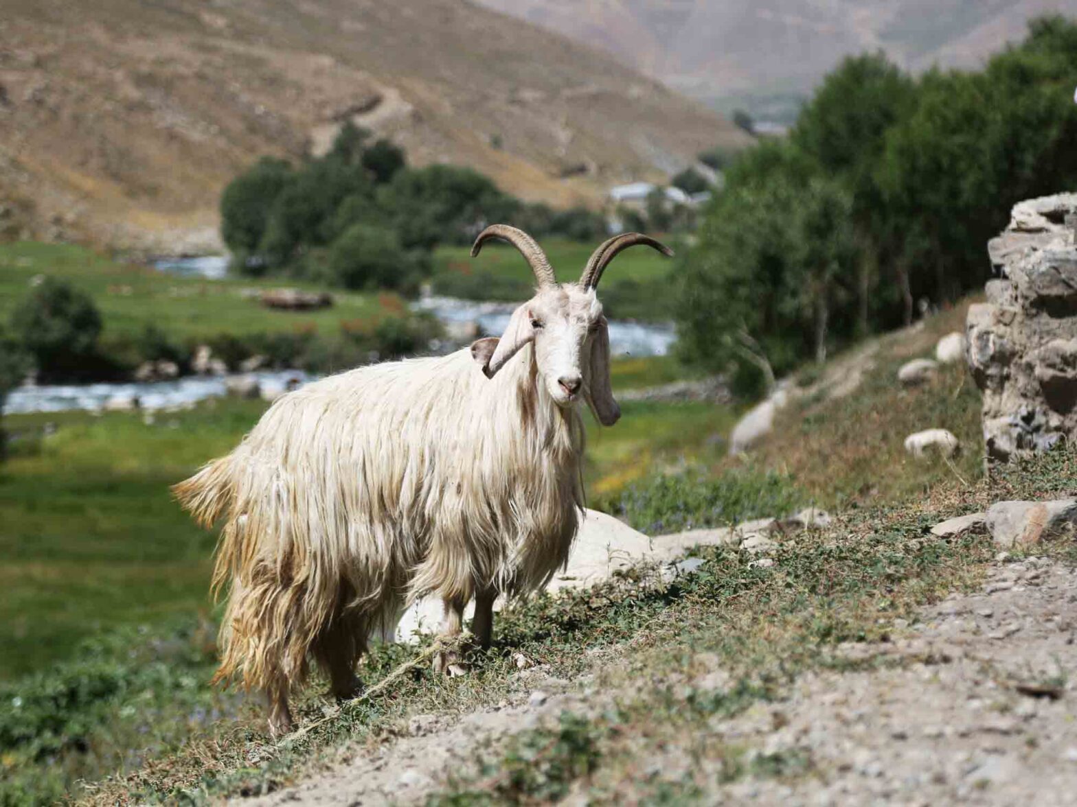 Pashmina goat