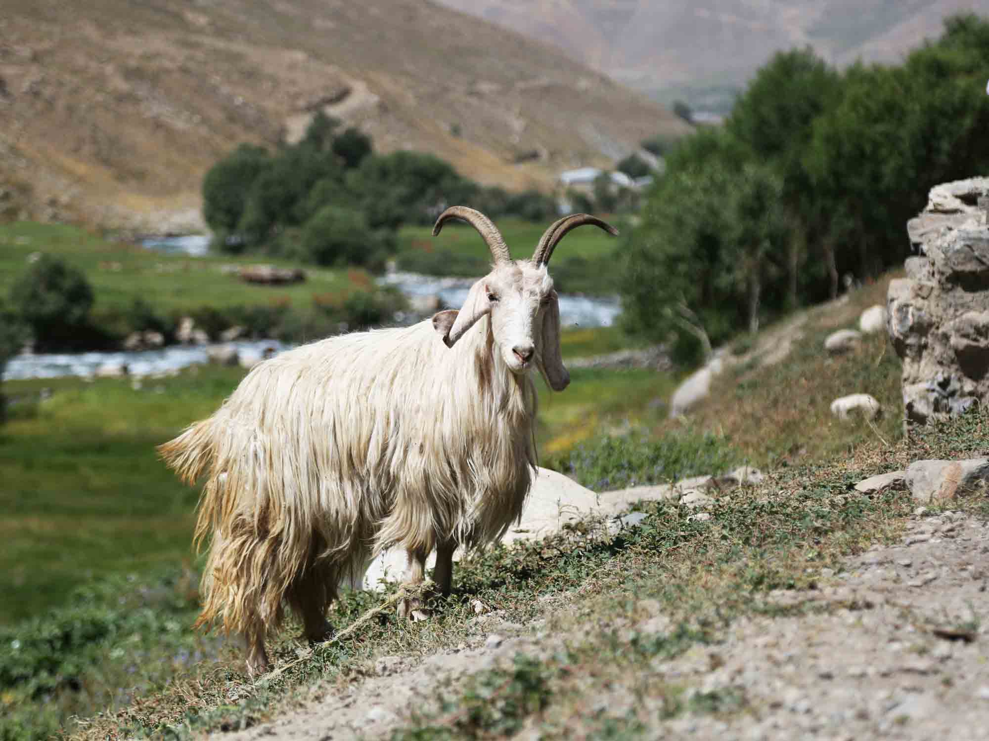 Pashmina Goat – The Golden Fleece of Himalayas